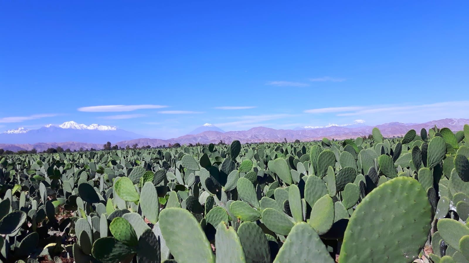 Campos de tuna