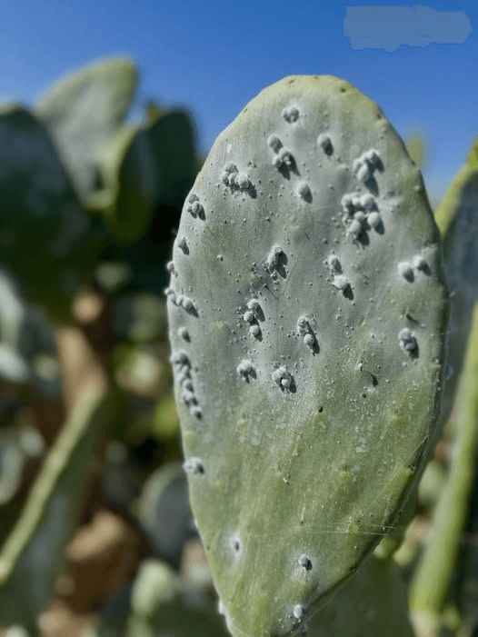 Cochineal